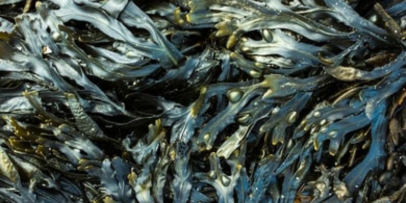 Imagen de algas marinas/envatoelements Más energía renovable con las algas marinas