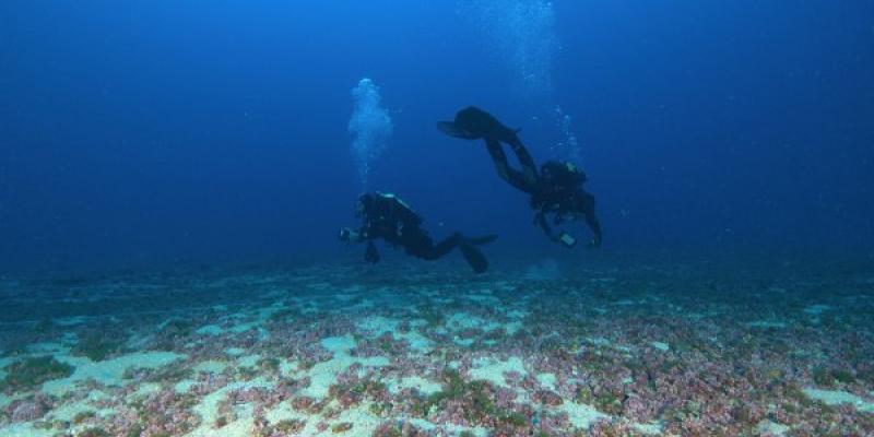 Buceadores de la investigación sobre el fondo marino con algas rojas