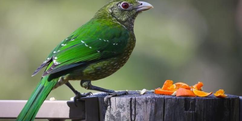 Alimentar aves durante la cuarentena