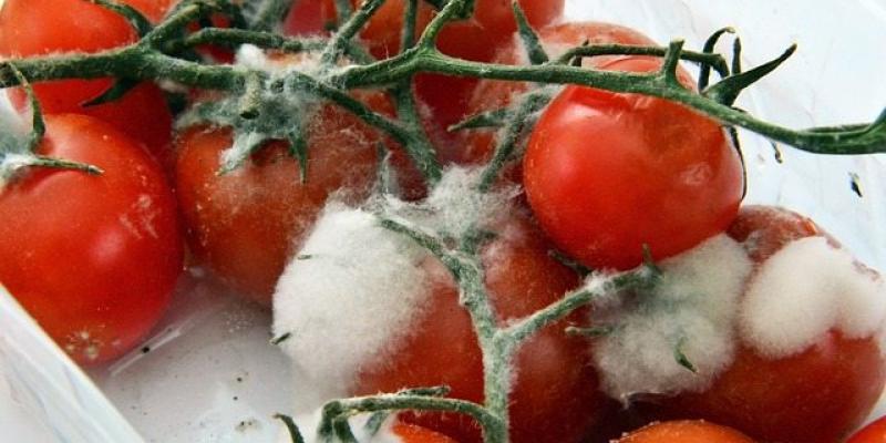 Alimentos con moho que es mejor no consumir - Pixabay Los alimentos con moho