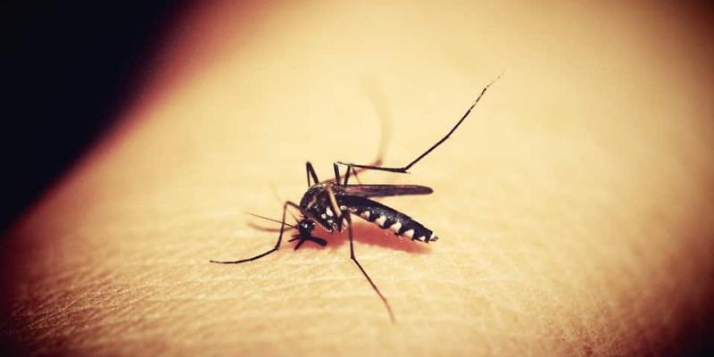 Imagen de un insecto/Center Psicología Clínica Síndrome de Ekbom