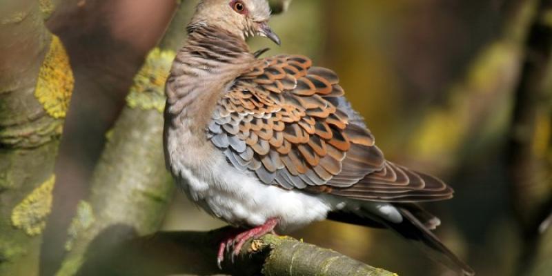 Tórtola europea | Foto de Mark Caunt/Shutterstock Tórtola europea