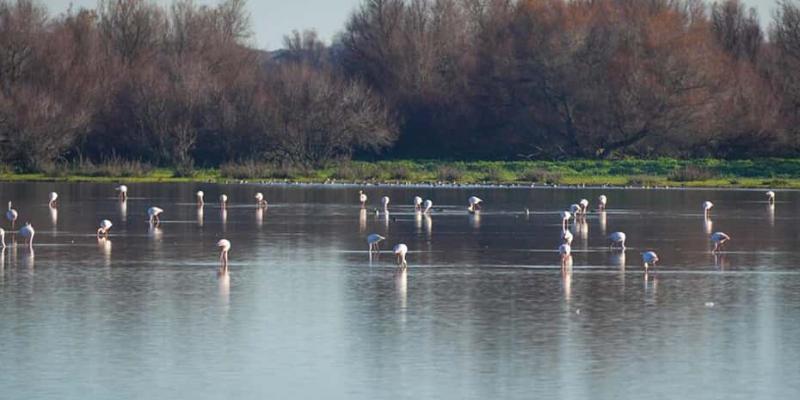 Imagen de flamencos/Junta de Andalucía Andalucía lidera la renovación del cambio climático