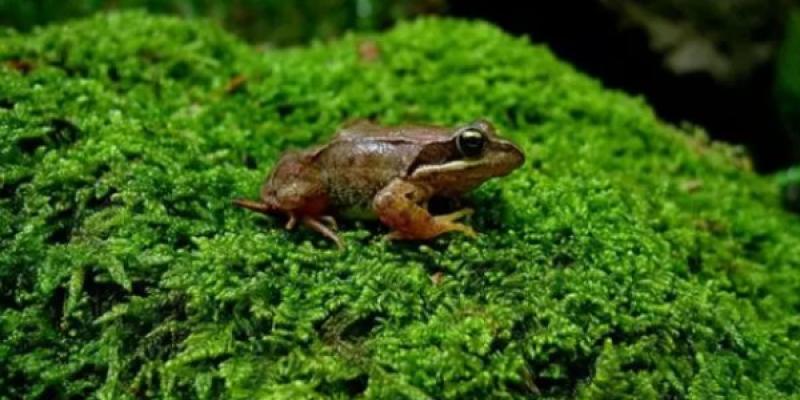 Anfibios Especies de anfibios en peligro de extinción, como la rana pirenaica