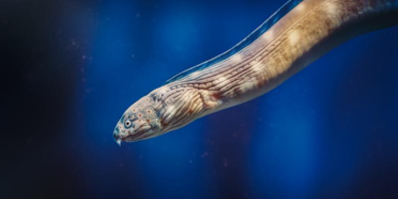 Cómo producen electricidad las anguilas eléctricas