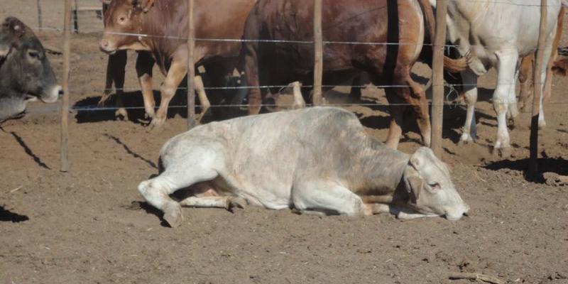 Los animales también recurren al distanciamiento social cuando están enfermos Los animales también emplean el distanciamiento social cuando enferman