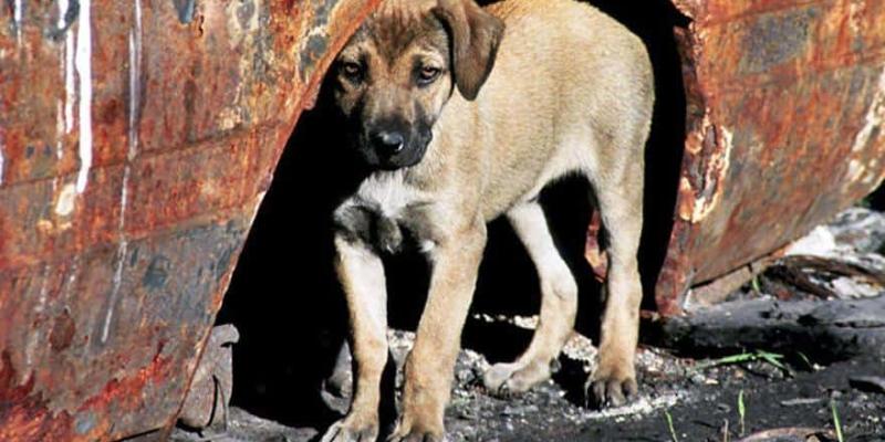 Imagen de un perro abandonado/Levante-EMV Cómo actuar ante un animal abandonado