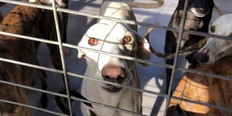 La ayuda llega a través de Animal Energy Animal Energy