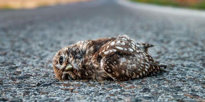 Datos de animales atropellados en carretera/ Miteco Animales atropellados