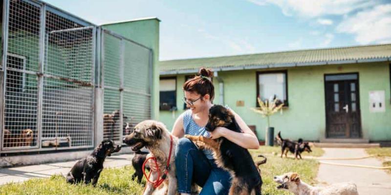 Imagen de un cuidador con perros/Tiendanimal Cuidados de animales y mascotas
