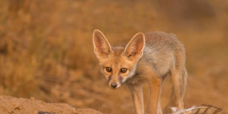 Adaptación animal al calor extremo del cambio climático zorro de Rüppell, animal que se adapta bien al calor extremo del cambio climático