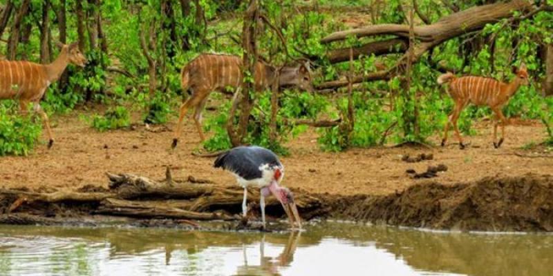 Animales carroñeros que frecuenta los humedales de Sudáfrica | Foto de JM Pérez-Gracía El marabú africano es un ave carroñera