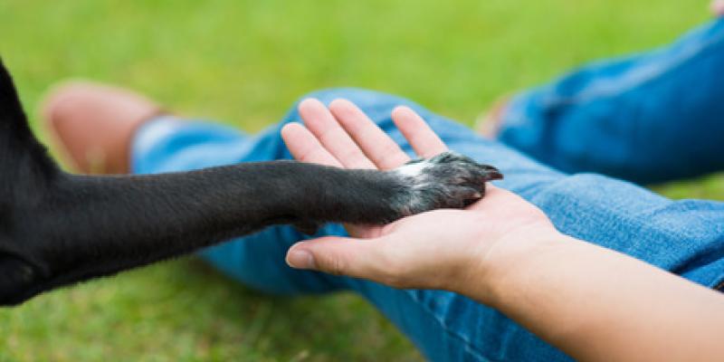 Imagen de una persona con su perro/envatoelements Un plan estatal contra el abandono de los animales de compañía