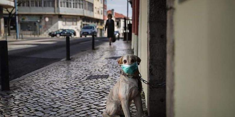 Los animales NO transmiten el coronavirus, según los expertos