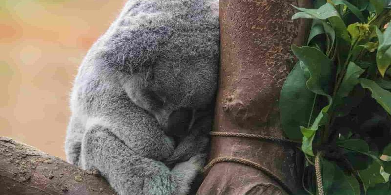 Imagen de un koala durmiendo/FreeImages Animales que más duermen
