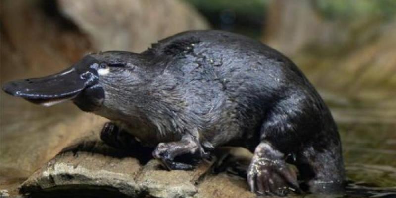 Fósiles vivientes, animales que han sobrevivido millones de años/ Instagram/ Charles Eutsler Ornitorrinco, una de las especies considerada como fósiles vivientes