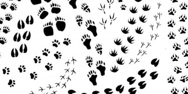 Animales fuertes El poder de la fauna, animales fortísimos