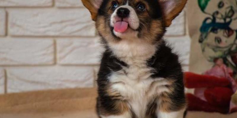 Perrito sacando la lengua