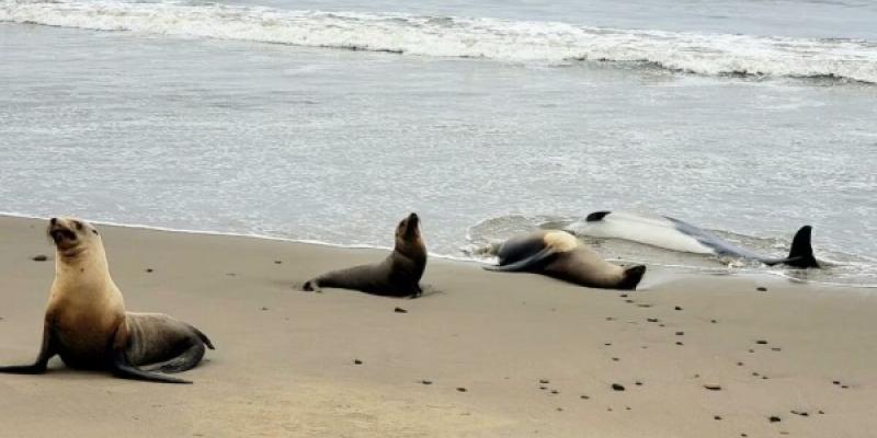 Animales marinos muertos en California Así se ven afectados los animales marinos en California