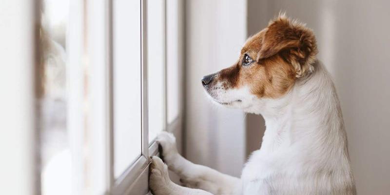 Imagen de un perro mirando por la ventana/Doggies in Town ¿Dónde dejar a mi perro durante las vacaciones?