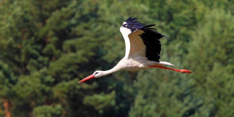 Animales migratorios, como las cigüeñas