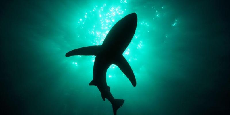 Imagen de un tiburón/LaReserva.com Ataques de animales peligrosos