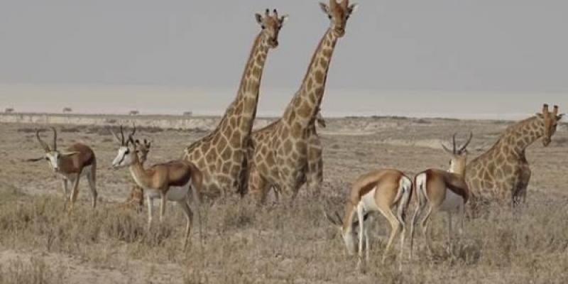 Las jirafas son animales que cuentan con un estampado en sus pieles