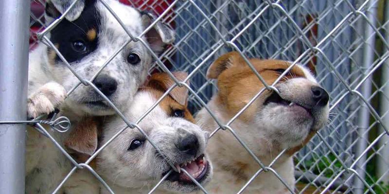 Imagen de perros/Soy de Madrid Es importante concienciar sobre la tenencia de animales en Navidad