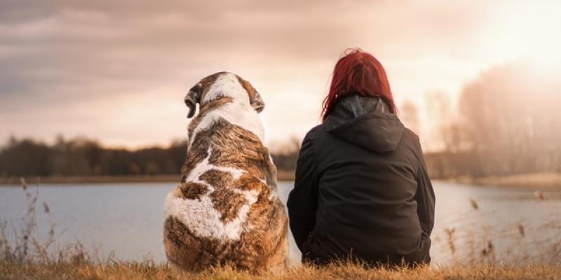 Ansiedad en perros / Pixabay Perro con su amo