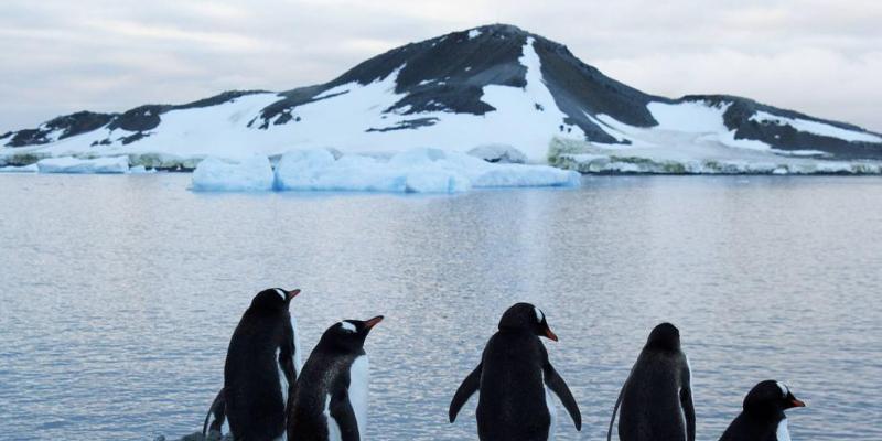El deshielo de la Antártida pone en peligro a los pingüinos.