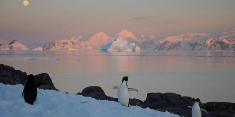 Pingüinos en la Antártida