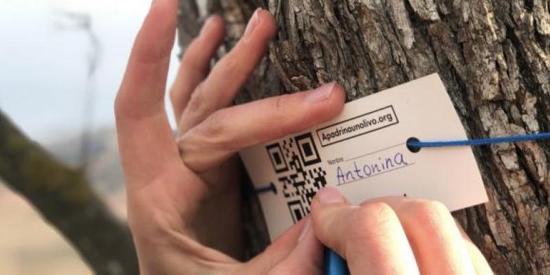 Apadrinar olivos como solución a muchos ODS/ ONG Apadrina un Olivo Gesto de apadrinar olivos