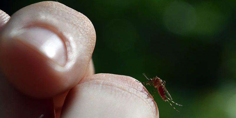 Imagen de un mosquito en una mano/Arteconfort Métodos para ahuyentar a los mosquitos