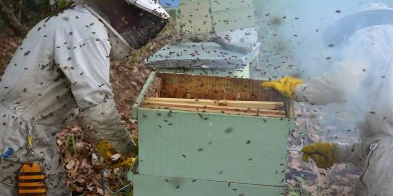 Apicultura sostenible de Boquete Bees, Casita de miel en Chiriqui, Panamá