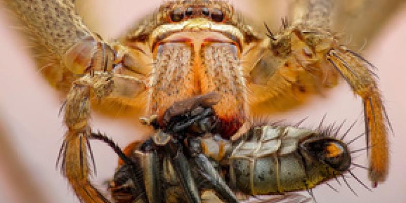 Imagen de una araña cazando/envatoelements Las arañas utilizan la luz de las luciérnagas para cazar