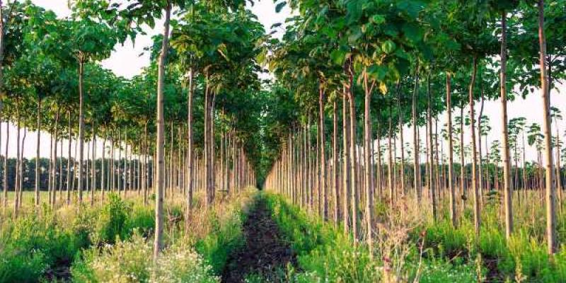 Así es el árbol Kiri Plantación de árbol Kiri