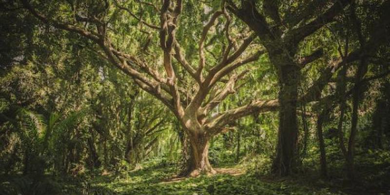 Los árboles son capaces de hablar entre ellos - Pexels Los árboles