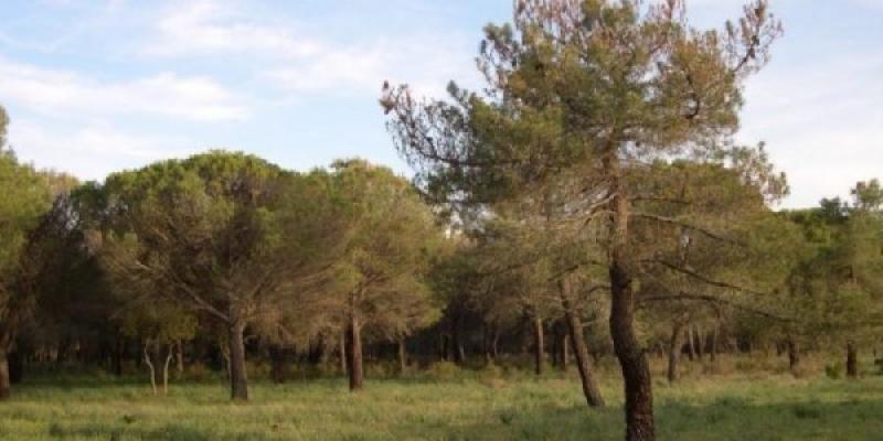 Árboles españoles/ MITECO Grupo de árboles españoles