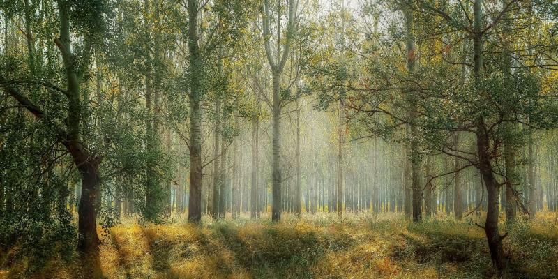 La longevidad del medio natural es un tema de gran interés para los investigadores Bosque de árboles/Pixabay