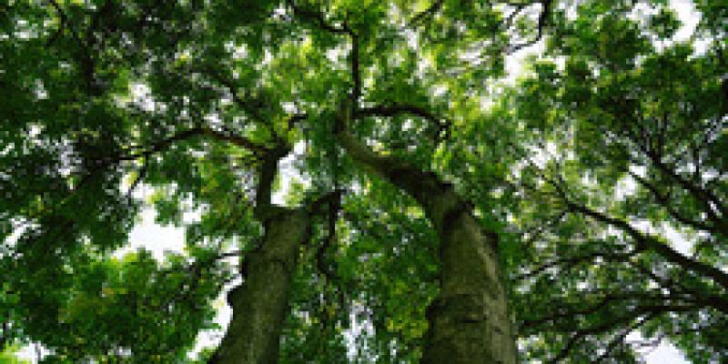 Imagen de árboles/envatoelements Muchos árboles se encuentran en peligro de extinción