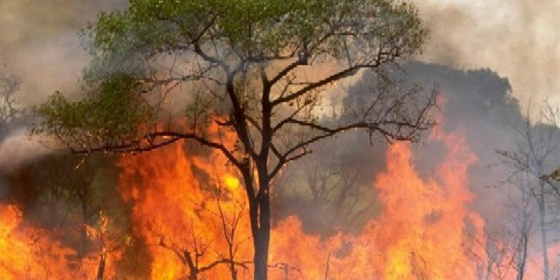 Casi el 60 % de los árboles quemados en España se ubica en la zona del Mediterráneo