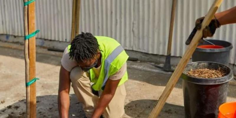 Unos trabajadores plantan un árbol en Los Ángeles, California, donde existe una marcada división entre los barrios ricos con calles arboladas y los barrios de bajos ingresos donde la cubierta arbórea es escasa. 