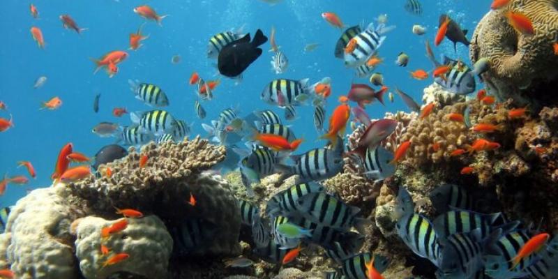 Áreas marinas protegidas Fondo del océano