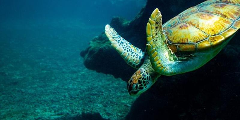 El océano remoto puede llegar a albergar hasta el triple de peces que las grandes reservas marinas Medio marino/Pixabay