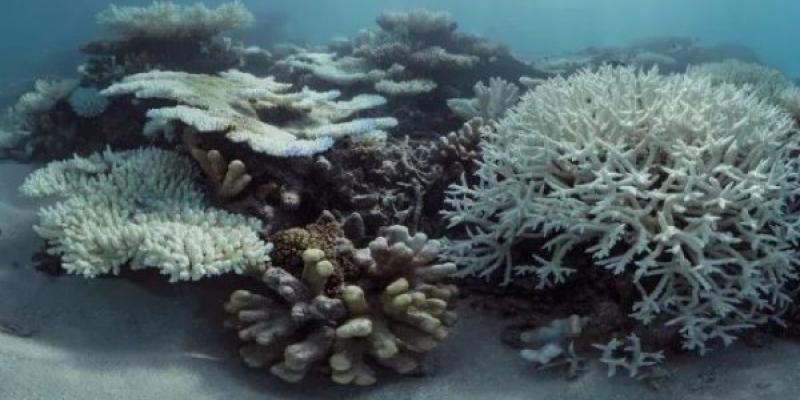 Se da el peor blanqueamiento de arrecifes de coral de la historia Blanqueamiento de los arrecifes de coral