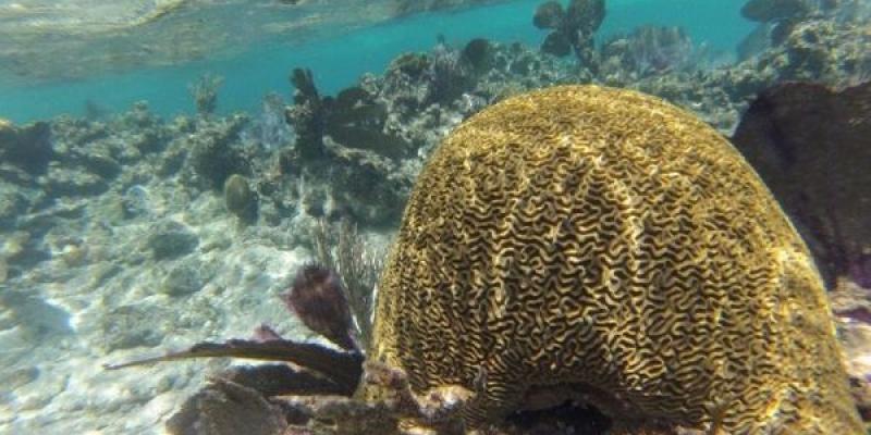 Situación de los arrecifes de coral del Caribe/ Colleen B. Bove Arrecifes de Coral