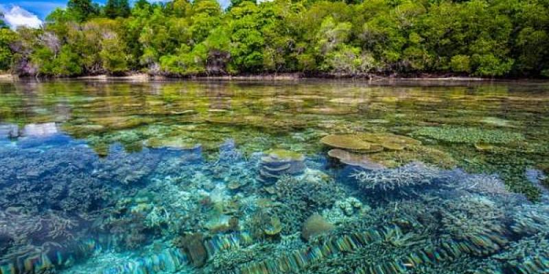 Protección de los arrecifes de coral/ Pixabay Arrecifes de coral