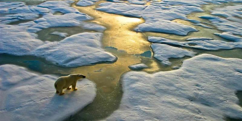 Imagen de un oso polar en el Ártico/National Geographic El Ártico se hunde por el cambio climático
