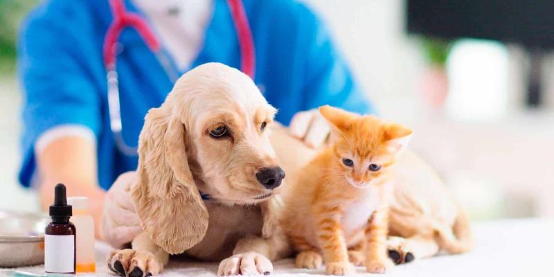 Promueven la asistencia veterinaria gratuita