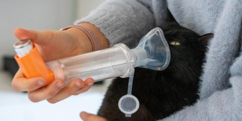 Asma felino Un gato con asma felino y recibiendo tratamiento